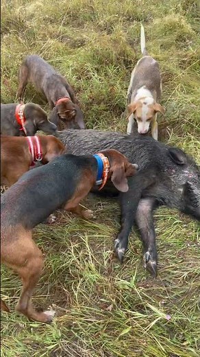Plott hound-wildboar hunting 🐗