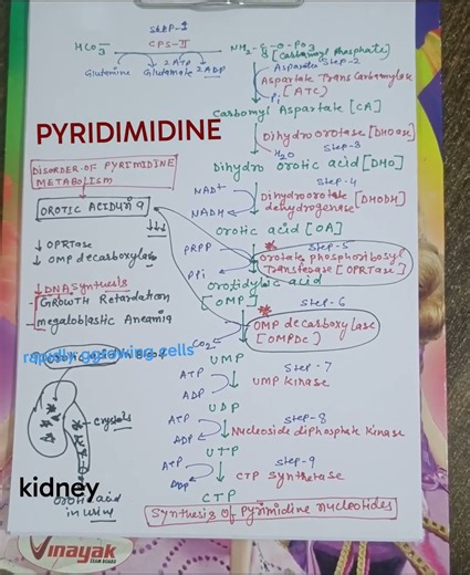 OROTIC ACIDURIA #educationalshorts