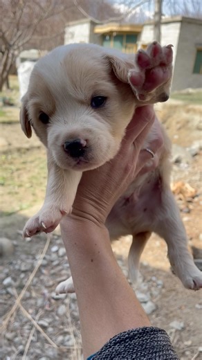 The Cutest Little Puppy #puppy #shorts #animals #cute #puppylove #animalshorts