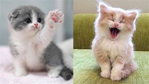 Whisker Wonders: Cute Cat Moments That'll Melt Your Heart