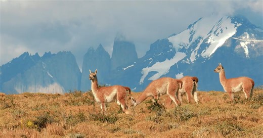 Nature: Guanacos in Chile