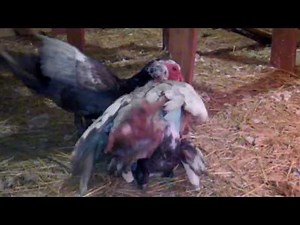 Epic Musovy Drake Battle