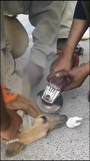 12K views · 151 reactions | Bone marrow is a nutrient dense treat but you can’t just give it to your dog unsupervised. #dog #dogfood #puppy #puppylove #doglover #dogs #fyp | Kaizen Canine | Facebook