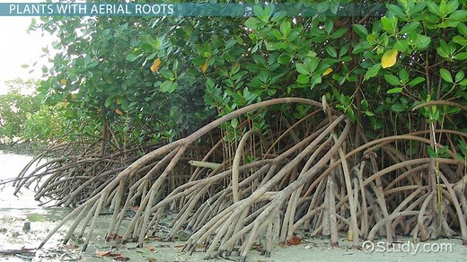 Aerial Roots Overview, Function & Plants