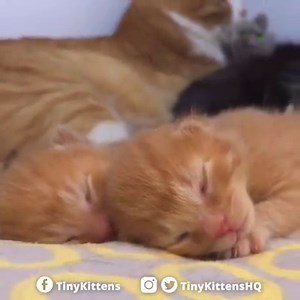 Twingers ❤️ Watch LIVE: TinyKittens.com/live | Tinykittens