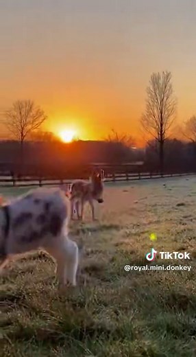 Mini Donkeys Playing in Stables: A Joyful Sight