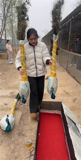 "The Right Way to 🥹🦚Handle and Help Peacocks"😮#PeacockCare #BirdRescue #AnimalSafety #PeacockLover