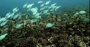 Shoal of surgeonfish and paddleta fish in the Pacific Ocean. Underwater life with shoal of fish moving in the water. Tropical fish near coral reefs. Diving in the clear water.