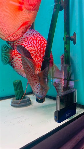 Sevilla Discus on Reels