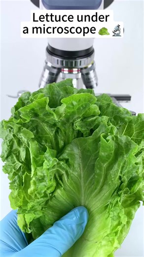 Exploring Lettuce at 400x Magnification