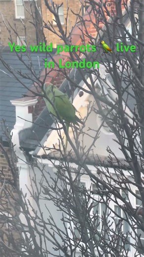 Wild parakeets in London 🦜