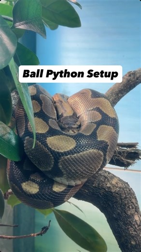 Reptiles and Research on Instagram: "Ball python setup #ballpython #ballpythons #ballpythonsofinstagram #ballpythonsetup"
