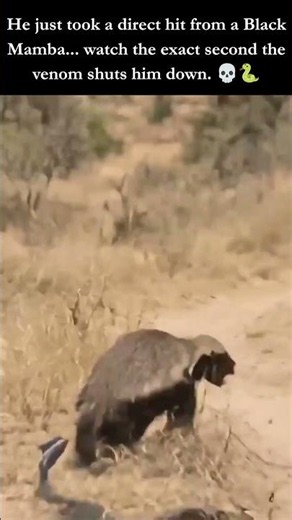 Black Mamba Venom SHUTS DOWN Honey Badger! 💀🐍 #wildlife #shorts