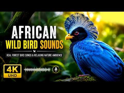 African Wild Bird Sounds in 4K UHD | Real Forest Bird Songs & Relaxing Nature Ambience