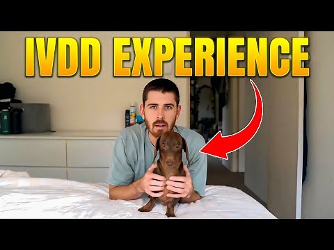 Our IVDD Experience! Understand Darcy the Dachshund's Story Better 🐾