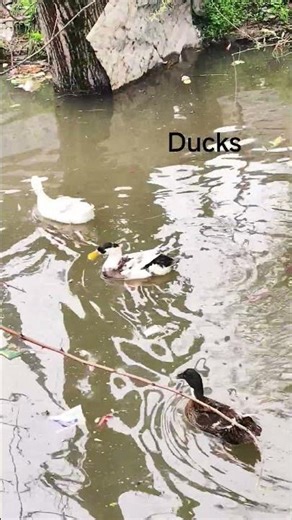 Ducks 🦆🦆 swimming 🦆🦆🦆🦆#trending #birds #shortsviral #duck #shorts #viral #love