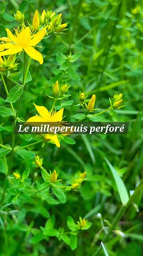 🌿 Le millepertuis perforé (Hypericum perforatum) est une plante médicinale connue pour ses vertus naturelles contre le stress, l’anxiété et la dépression légère à modérée. Utilisé depuis des siècles, il agit comme un antidépresseur naturel et aide aussi à améliorer le sommeil. 🌞 Attention : il peut interagir avec certains médicaments — demandez toujours un avis médical ! #plantesmedicinales #millepertuis #bienfaits #naturopathie #reelsviralシ | Samir Le Moine des Bois