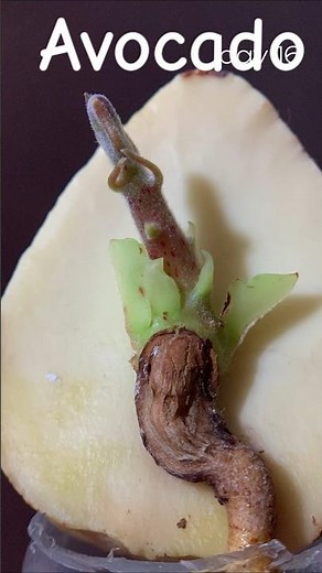 cracked avocado seed growing in water for a month time lapse