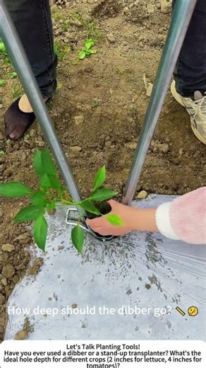 Using a Seedling Dibber – Fast Transplanting in the Veggie Patch 🧑‍🌾🔧