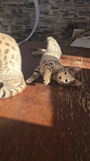 Ici on a profité de la journée ensoleillée! Here we enjoyed the sunny day! #savannahcat #savannahcatlover #hybridcat #catlover #caracat