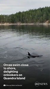 Onlookers got an up-close view of some orcas that swam close to the shores of Quadra Island in British Columbia—and at least for one person, maybe a little too close. https://abcn.ws/3eknijZ | ABC News