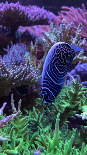 Check out the markings on this emperor angelfish. #captivebredemperorangelfish #emperorangelfish #unorthodox_reef #eatsleepreef #reefer #reeftank #allmymoneygoestocoral #aquarium #aquariumsofinstagram #beautiful #coraladdict #reefaholiks #reefjunkie #reefersudaily #coralreef #reeflife #reefporn #sps #reefaquarium #reefing | Unorthodox Reef