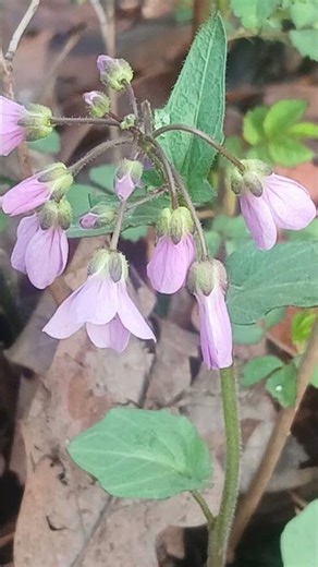 Spring Wildflowers in Bloom. #oldschoolalaska #wildflowers