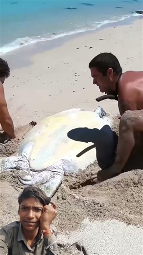 Sea Turtle Stuck On Remote Beach.. #fishing #shorts