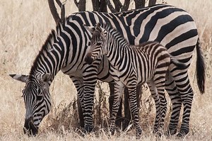 Why do zebras have stripes?