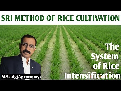 SRI METHOD OF RICE CULTIVATION SRI THE SYSTEM OF RICE INTENSIFICATION