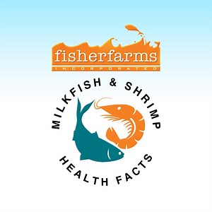 74K views · 877 reactions | Let’s all stay healthy by adding milkfish and shrimp in our diet!  Did you know that Omega-3 found in seafood commodities like milkfish and shrimp can help lower the risk of heart-related diseases?  Learn more about the health benefits of eating milkfish and shrimp by watching the video!  | Fisherfarms | Facebook