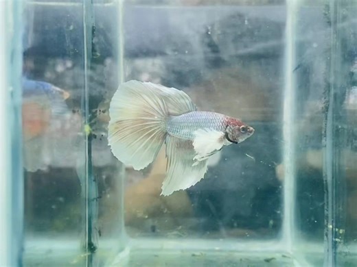 Dambo HM /Fancy HM#bettalovers #betta #fish packaging