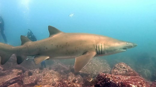 Check out this little video from todays dive!!! | Jetty Dive