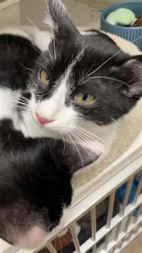 Bringing Home a New Cat? Do THIS First 🐾🏡 #catshelter #cattips