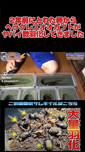 ヘラクレスオオカブトの繁殖は簡単で楽しいです