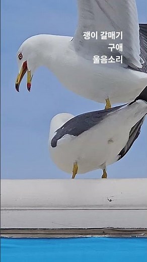 괭이 갈매기 짝짓기 ☆ 짝짓기를 위한 구애 모습 ☆☆ 괭이 갈매기 구애 울음소리 ☆☆☆ 일부일처제 로 살아가는 새 !!!