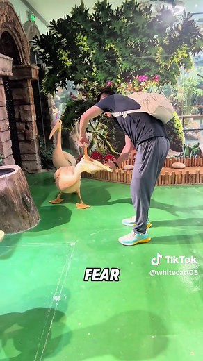 Pelican's Unusual Eating Habits Explored