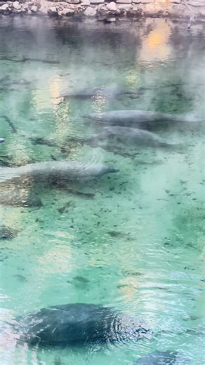 Here’s one minute of Florida’s gentle giants staying warm and cozy at Blue Spring State Park in our own backyard! #OrangeCityFL | Orange City, FL – Government