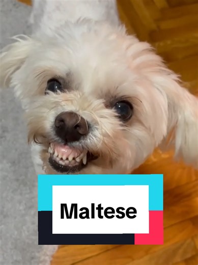 Why the American Maltese is the Most Controversial Dog Breed