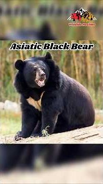The Asiatic Black Bear:The Mysterious Moon Bear of Asia 🐻‍⬛🌙#moonbear #bear #bears #wildlife #nature
