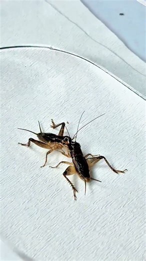 Insect Wars on Instagram: "Cricket vs Cricket #InsectWars"