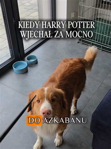 Woody Potter i Zakon Chrupka: Sztuczki z Psem