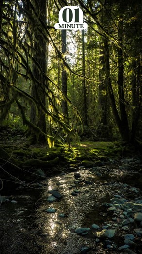Waves&Woods on Instagram: "Listen. Breathe. Relax 😮‍💨🍃 Relax longer with the Waves and Woods subscription. Enjoy 10-minute nature sound videos and 4-hour long soundscapes 🌲 Rest your mind, slow your breath, and unwind with nature 🌿 A quiet retreat into the forest awaits you on our page #naturesounds #foresttherapy #forest #forestlovers #relax"