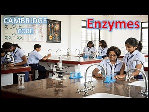 Enzymes - IGCSE