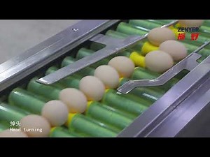 Zenyer 104A egg grader egg grading machine 10000 eggs/hour