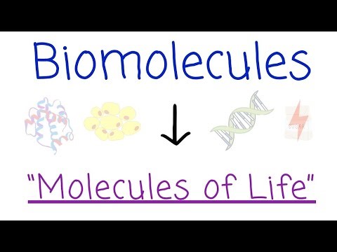 Biomolecules - Introduction | Carbohydrates, Proteins, Lipids, Nucleic acids | Biology
