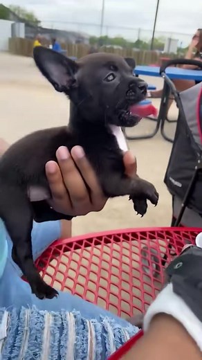 Make My Dog Drink Sparkling Water: Hilarious Reactions