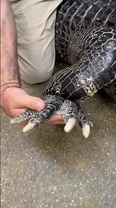 Darth's massive feet: alligator swimming adaptations explained