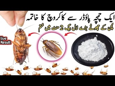 Home Remedy To Get Rid Of Cockroaches / Cockroach ki marne ka tarika / Homemade Cockroach killer
