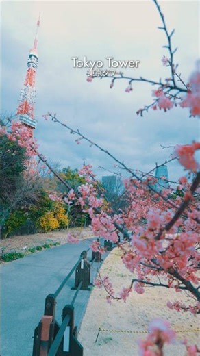 Nothing beats early Sakura bloom and Tokyo Tower in the backdrop. 🔥 #shorts #japantravel